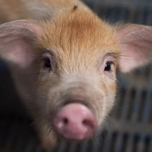 Pesquisadores Usam IA para Decifrar Emoções dos Animais e Identificar Sinais de Dor